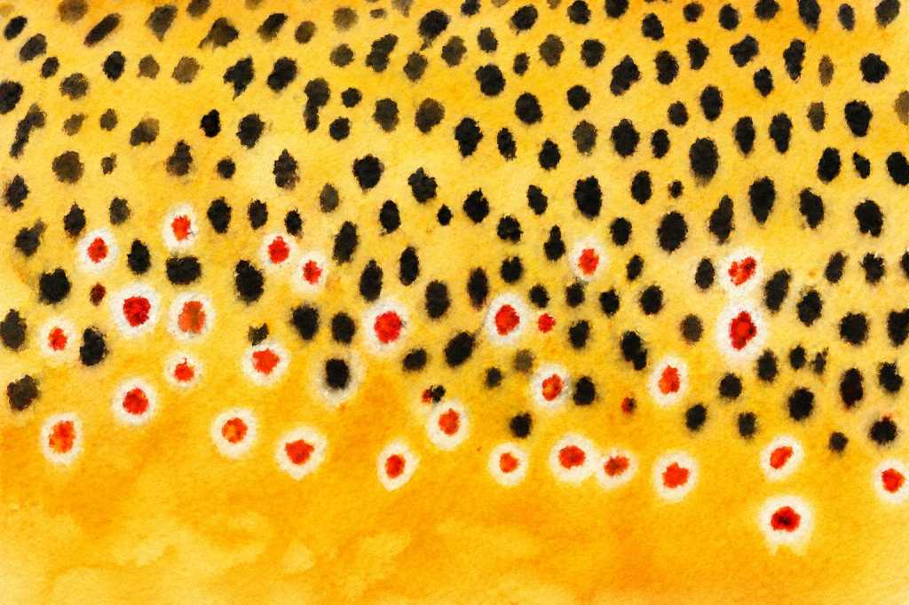 brown trout skin background